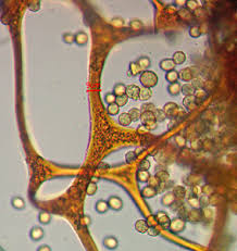Attēlu rezultāti vaicājumam “Cribraria ferruginea”