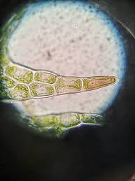 Attēlu rezultāti vaicājumam “Cephalozia bicuspidata”