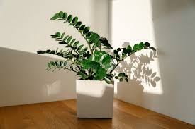 Image result for zamiokulkas