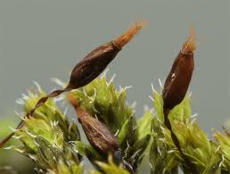 Attēlu rezultāti vaicājumam “Racomitrium canescens sporophyte”