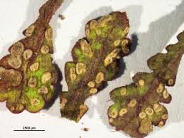 Attēlu rezultāti vaicājumam “Puccinia agrostidis”