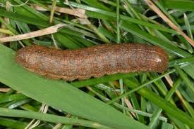 Attēlu rezultāti vaicājumam “Mythimna turca”