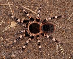 Znalezione obrazy dla zapytania geniculata