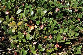 Attēlu rezultāti vaicājumam “Arctostaphylos uva-ursi leaf”