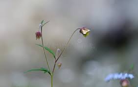 Attēlu rezultāti vaicājumam “Geum rivale bud”