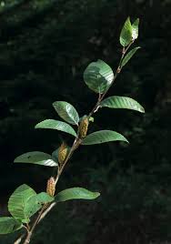 Attēlu rezultāti vaicājumam “Betula humilis female flower”
