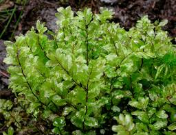 Attēlu rezultāti vaicājumam “Pseudobryum cinclidioides”