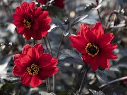 Image result for Dahlia x pinnata `Redskin`