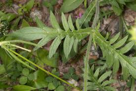 Attēlu rezultāti vaicājumam “Knautia arvensis leaf”