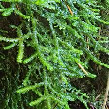 Attēlu rezultāti vaicājumam “Porella cordaeana”