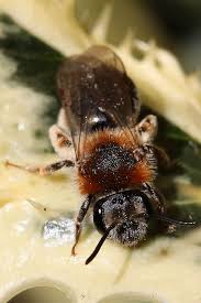 Attēlu rezultāti vaicājumam “Andrena haemorrhoa female”