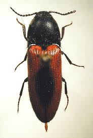 Attēlu rezultāti vaicājumam “Ampedus sanguineus”