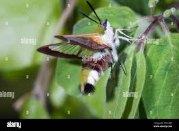 Attēlu rezultāti vaicājumam “Hemaris fuciformis”