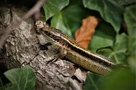 Attēlu rezultāti vaicājumam “Lacerta vivipara female”