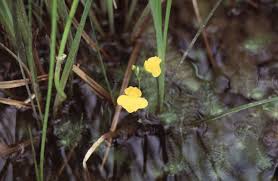 Attēlu rezultāti vaicājumam “Utricularia intermedia bud”