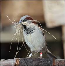 Image result for Passer domesticus