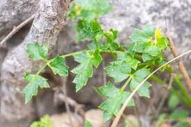 Attēlu rezultāti vaicājumam “Peucedanum palustre leaf”