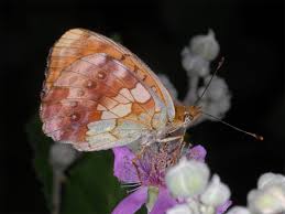 Attēlu rezultāti vaicājumam “Brenthis daphne underside”