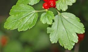 Attēlu rezultāti vaicājumam “Ribes nigrum leaf”