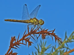Attēlu rezultāti vaicājumam “Sympetrum vulgatum male”