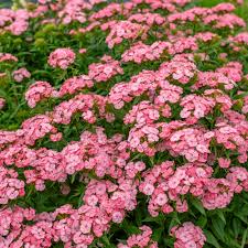 Image result for Dianthus barbatus