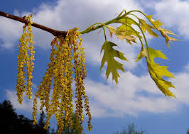 Attēlu rezultāti vaicājumam “Quercus rubra flower”