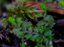 Attēlu rezultāti vaicājumam “Barbilophozia barbata”