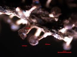 Attēlu rezultāti vaicājumam “Paradiacheopsis rigida macro”