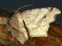 Attēlu rezultāti vaicājumam “Macaria alternata”