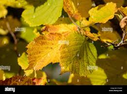 Attēlu rezultāti vaicājumam “Corylus avellana leaf”