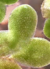 Attēlu rezultāti vaicājumam “Lemnaceae”