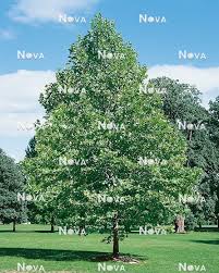 Attēlu rezultāti vaicājumam “Platanus x hispanica (syn. Platanus x acerifolia)”