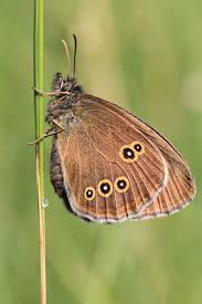 Attēlu rezultāti vaicājumam “Aphantopus hyperantus”