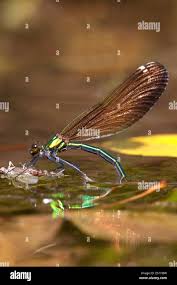 Attēlu rezultāti vaicājumam “Calopteryx virgo”