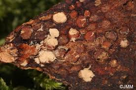 Attēlu rezultāti vaicājumam “Pucciniastrum areolatum”