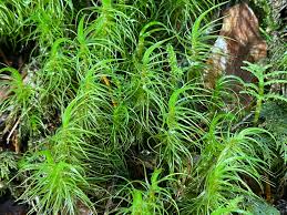 Attēlu rezultāti vaicājumam “Dicranum majus”