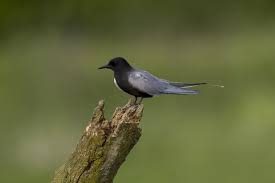 Attēlu rezultāti vaicājumam “Chlidonias niger”
