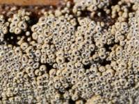 Attēlu rezultāti vaicājumam “Merismodes anomala”