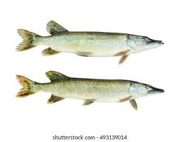 Image result for Esox lucius