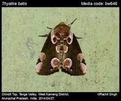 Attēlu rezultāti vaicājumam “Thyatira batis”