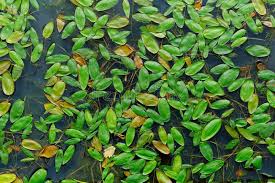 Attēlu rezultāti vaicājumam “Potamogeton praelongus leaf”