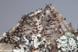 Attēlu rezultāti vaicājumam “Lamproderma nigrescens”