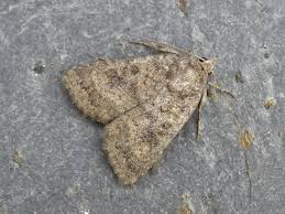 Attēlu rezultāti vaicājumam “Caradrina morpheus”