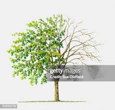 Attēlu rezultāti vaicājumam “Laburnum anagyroides leaf”