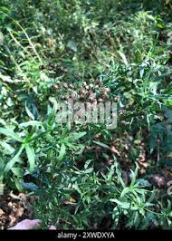 Attēlu rezultāti vaicājumam “Achillea salicifolia leaf”