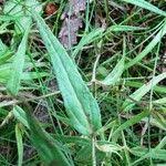 Attēlu rezultāti vaicājumam “Melampyrum pratense leaf”