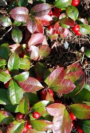Attēlu rezultāti vaicājumam “Gaultheria cuneata”