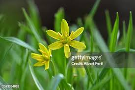 Attēlu rezultāti vaicājumam “Gagea pratensis flower”