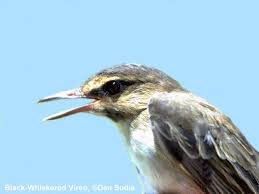Attēlu rezultāti vaicājumam “Passeriformes”