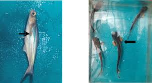 Attēlu rezultāti vaicājumam “Seligeria donniana sporophyte”